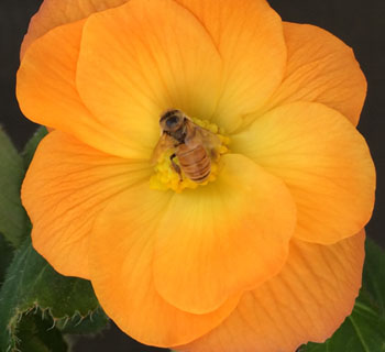 bee on begonia flower